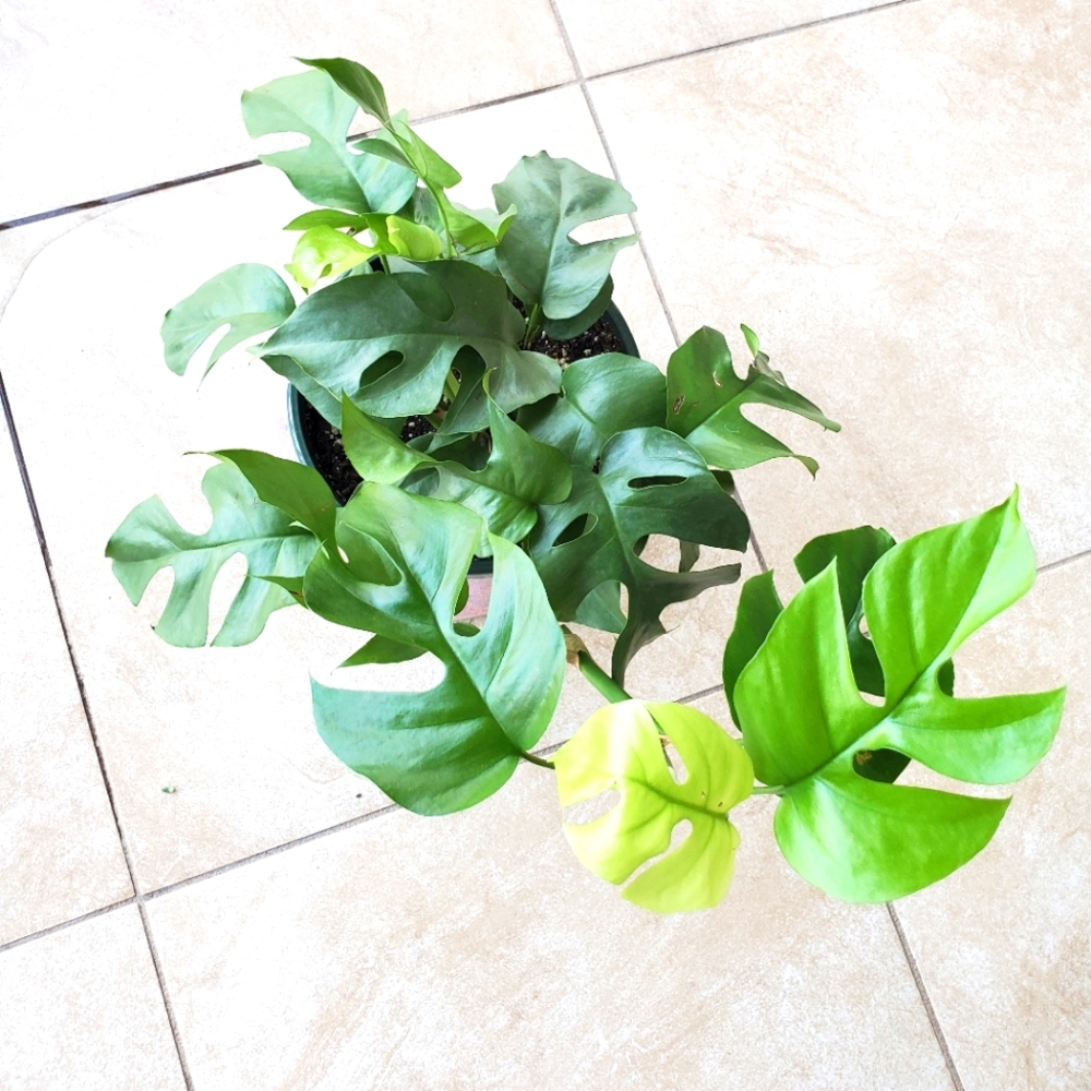 SOLD Rhaphidophora Tetrasperma | 5.5" pot - Picture 6 of 10
